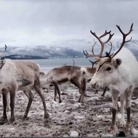 Holiday home Moderne Pa Lemonsjoen I Jotunheimen *