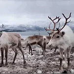 Feriehus Moderne På Lemonsjøen I Jotunheimen *